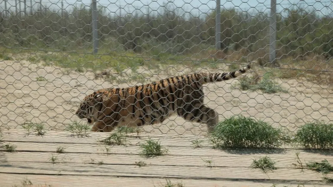Қазақстанға амур жолбарыстары әкелінді