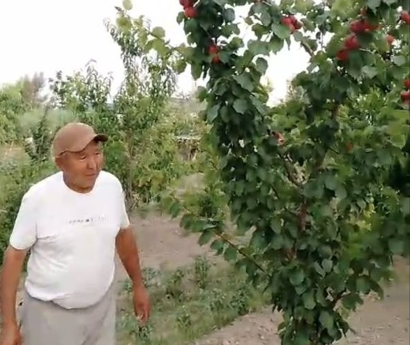 Жетісай бағбаны ерекше жеміспен жұртты таңғалдырды (ВИДЕО)