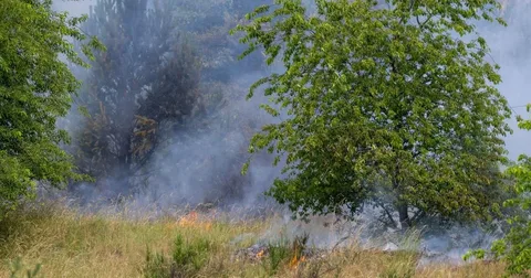 Қазақстан ормандарында үш өрт тіркелді: барлығы дер кезінде сөндірілді