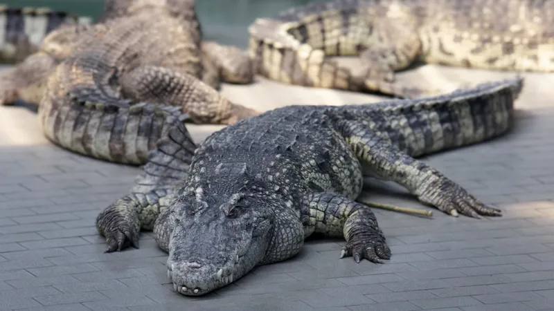 Ұлыбританияда ер адам 3 жасар баланы қолтырауындарға лақтырып жіберген