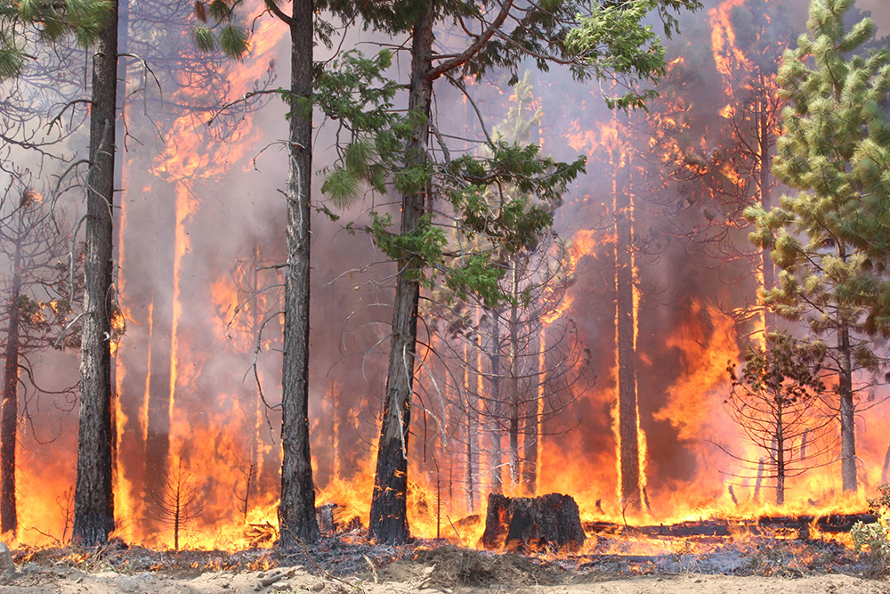 Бір күнде 55 өрт: орманшылар ірі апаттың алдын алды
