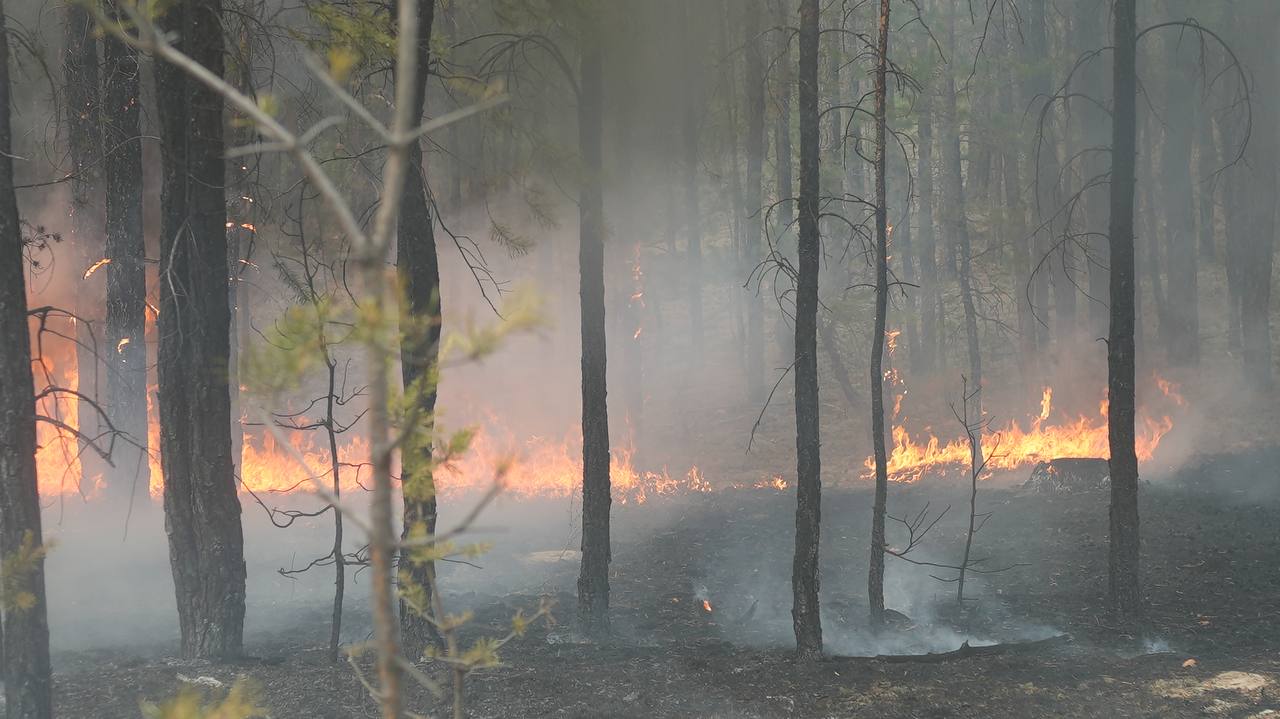 769 адам, 8 тікұшақ: Семей орманындағы өртті сөндіру әлі де жүріп жатыр