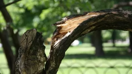 Ағаш бұтағы құлап, 5 жасар бала көз жұмды: полиция тергеу бастады