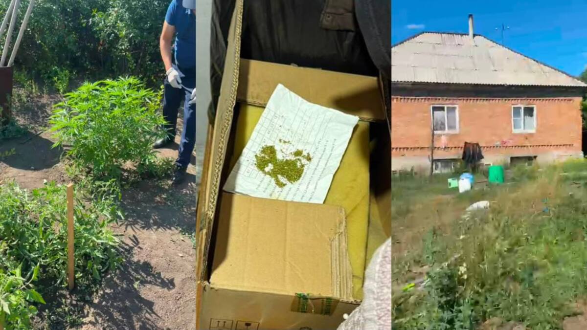 Өскеменде жылыжайда қарасора өсірген тұрғын ұсталды